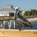 Fort Myers Pelican 2011 Fort Myers Pelican 2011
