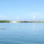dolphin dolphin