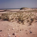shelling shelling