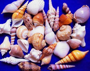 How Do I Clean my Shells?