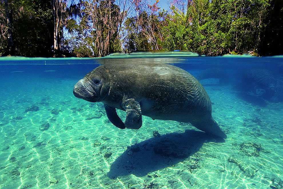 florida-manatee-fort-myers-beach